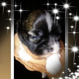 Meet your Posher, Patricia